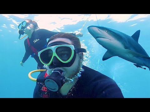 SWIMMING WITH SHARKS IN HAWAII!