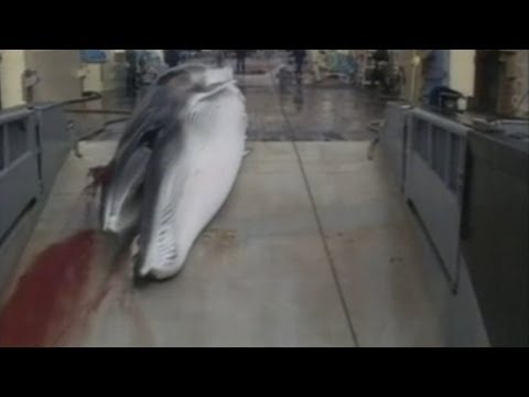 Japanese Whaling: Japan BANNED from hunting whales in Antarctic