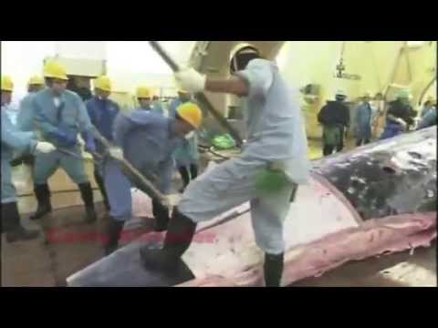 JAPANESE WHALING