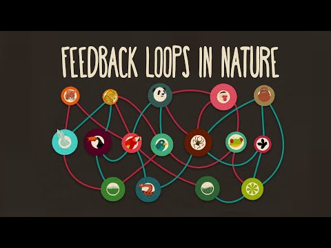 Feedback loops: How nature gets its rhythms - Anje-Margriet Neutel