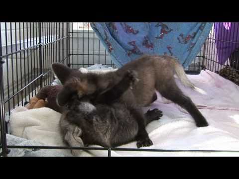 Maned Wolf Pup Pair Playing - Six Weeks Old!