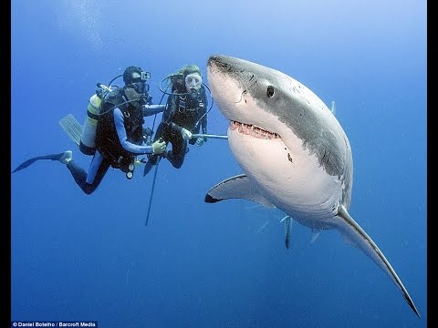 CRAZY SCUBA DIVING EXPERIENCE!  (GRAND CAYMAN)