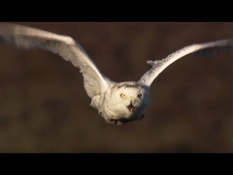 Master of the Sky: Owl Vs Wolf  - Super Powered Owls - BBC