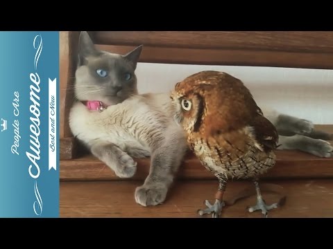 Cute Owls Compilation 2015 HD