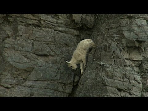 Rock-Climbing Goats