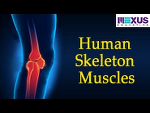 Human Skeleton - Muscles