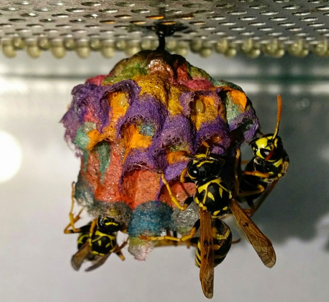 Colorful-paper-wasp-nests-rainbow-mattia-mechetti-4