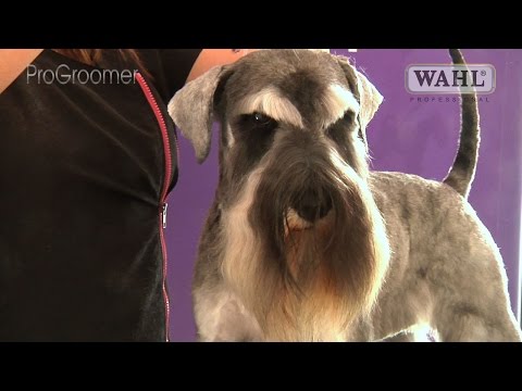 Grooming Guide - Miniature Schnauzer Pet Trim - Pro Groomer