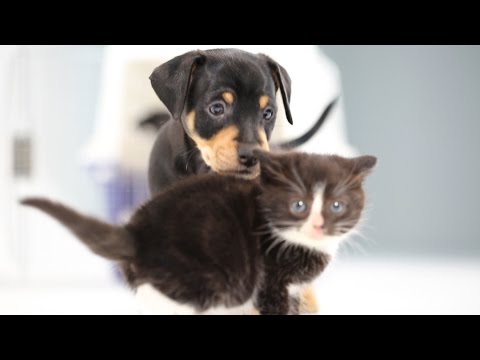 Kittens Meet Puppies For The First Time