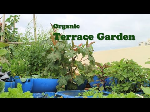 Organic Terrace Garden - English