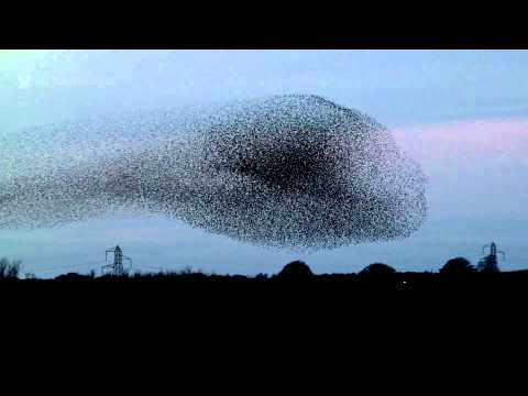 Gretna Green Starling Murmurations