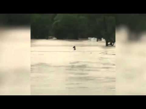 Horses Struggle to Keep Heads Above Flood Waters near Houston