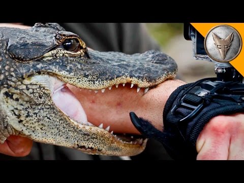 ALLIGATOR BITE!