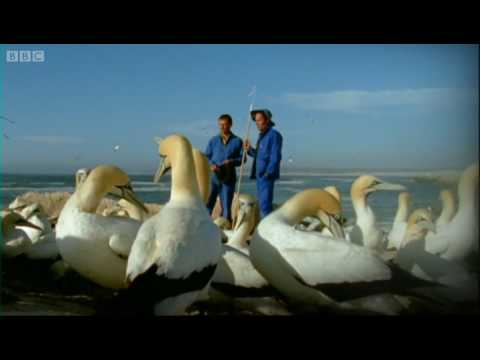 Epic Gannet journeys - Animal Camera - BBC