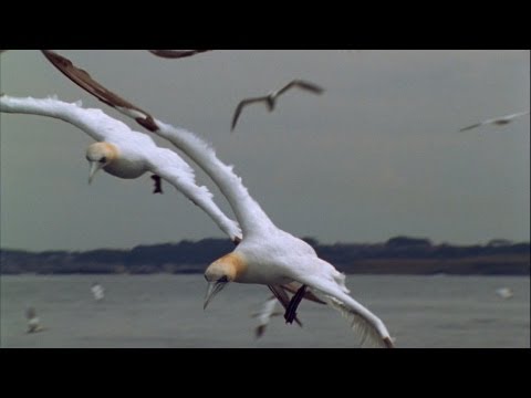 World's Weirdest - "Missile" Birds