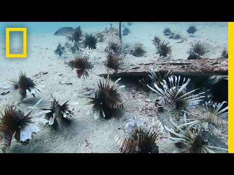 Divers Fight the Invasive Lionfish