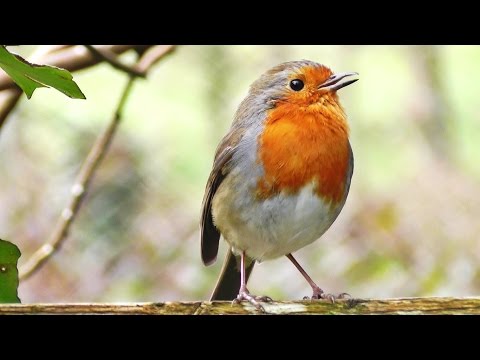 Robin Birds Chirping and Singing - Beautiful Video, Bird Song and Nature Sounds in HD