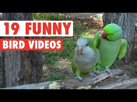 19 Funny Bird Videos