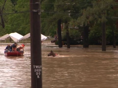 Raw: Horse Rescued From Texas Flood