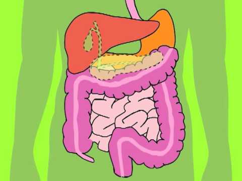 Digestive System