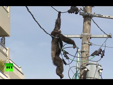 Dramatic high-altitude chase as chimp goes on the loose in Japan