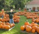naples-pumpkins