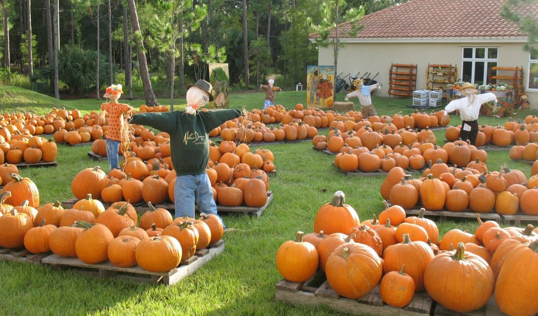 naples-pumpkins