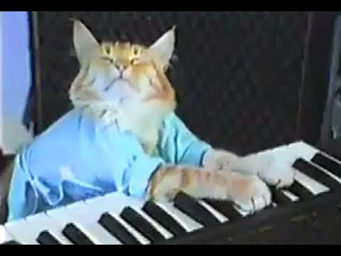 Charlie Schmidt's Keyboard Cat! - THE ORIGINAL!