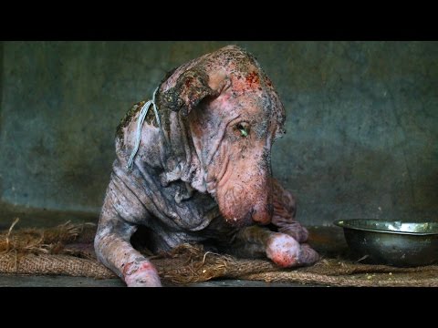 Amazing transformation of sick dog who had given up hope