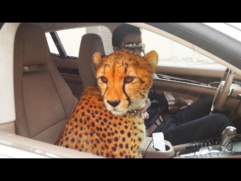 Amazing Things You'll Only See In Dubai