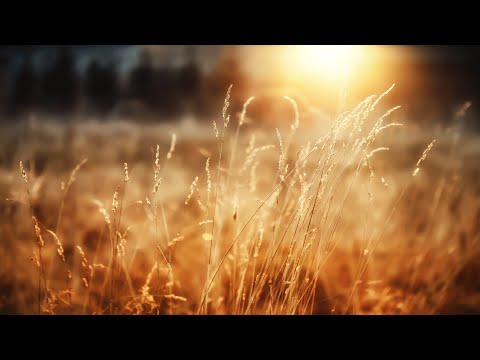 Peaceful Morning Relaxing Instrumental Music