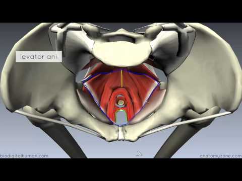 Pelvic Floor Part 1 - The Pelvic Diaphragm - 3D Anatomy Tutorial