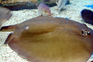 Small and medium fishes alike accompany the stingray inside the aquarium at the Manila Ocean Park as seen in this December 30, 2008 photo.