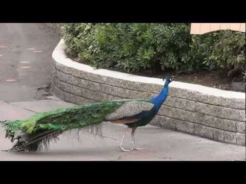 Brief Tour of San Diego Zoo