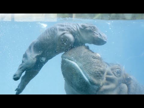 Baby Hippo Makes a Splash at the San Diego Zoo