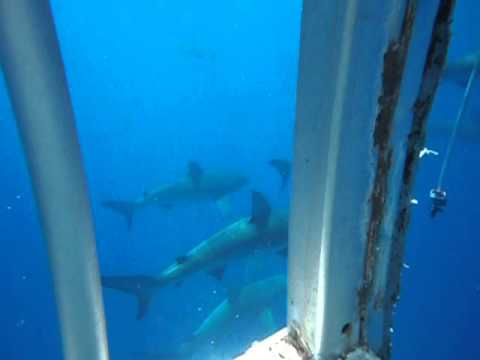 GALAPAGOS SHARKS - SHARK CAGE DIVING - North Shore, Oahu Hawaii - Travel Tour Guide Animals