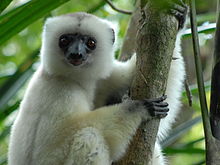 Three images of silky sifakas: First (left) of mother clinging vertically to small tree with two infants holding on to her chest; second (upper right) of adult turning head to look at camera; and third (bottom right) of adult beginning leap from one tree to another, with one hand extended in the direction it is moving