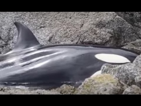 Watch as rescuers tend to a stranded Orca whale in B.C.