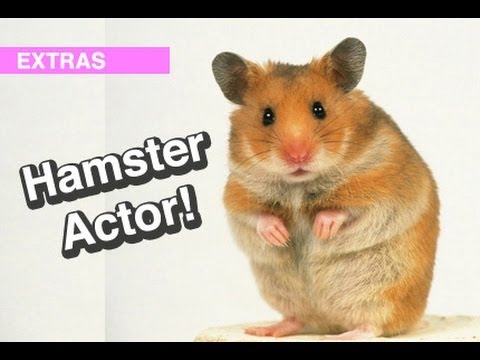 Hamster Actor! l WDF Extra