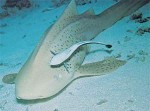 Remora photo borrowed from Britannica Online for Kids