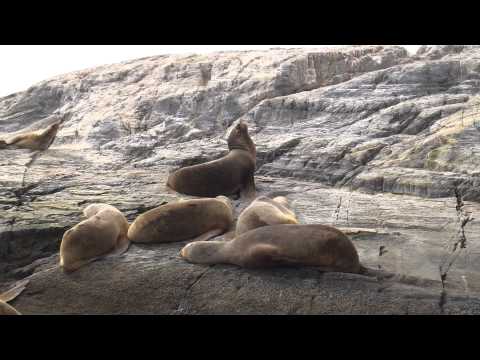 sea lion argentine