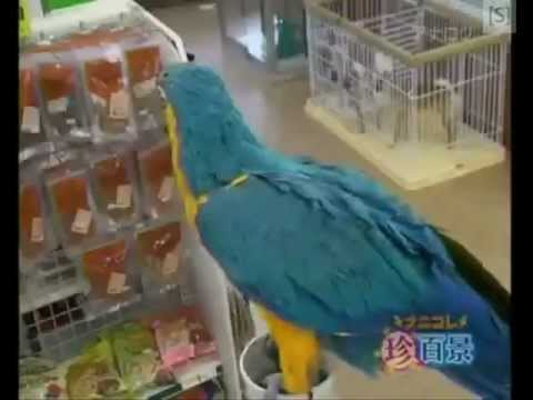 The Funniest Parrots ever