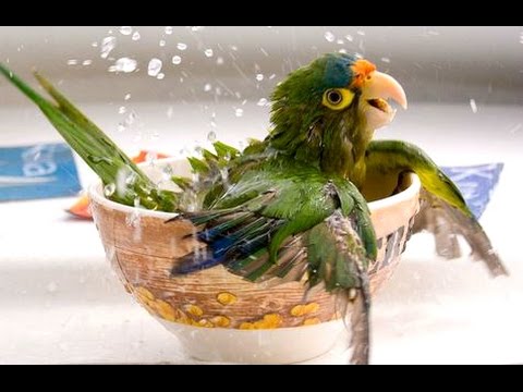 Funny Parrots - A Funny Parrot Videos Compilation 2015