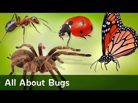 All About Bugs