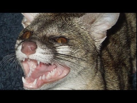 Exotic Pet Sounds: Spotted Genet Noises!