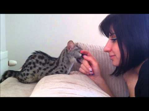 Playing with a small spotted Genet, (Genetta genetta