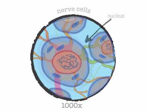 Genetics 101 (Part 1 of 5): What are genes?