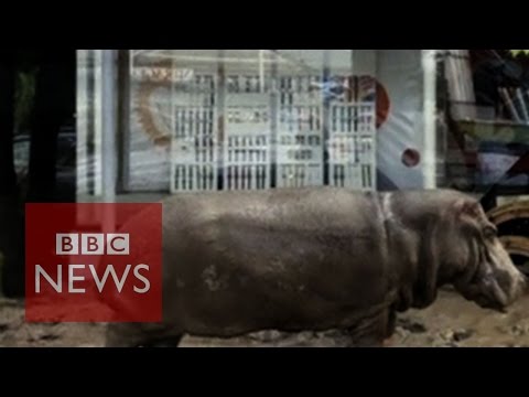 Hippo, lions and bears loose in Georgia after floods - BBC News