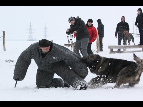 Caucasian Shepherd Ataman - Megawarrior