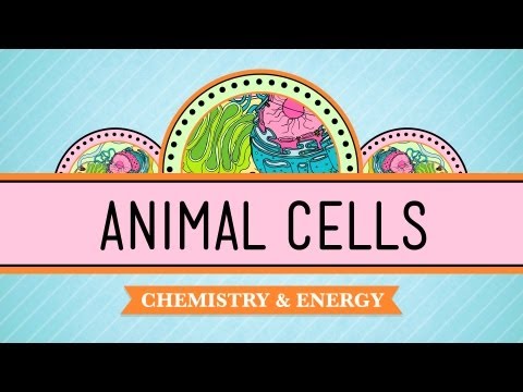 Eukaryopolis - The City of Animal Cells: Crash Course Biology #4